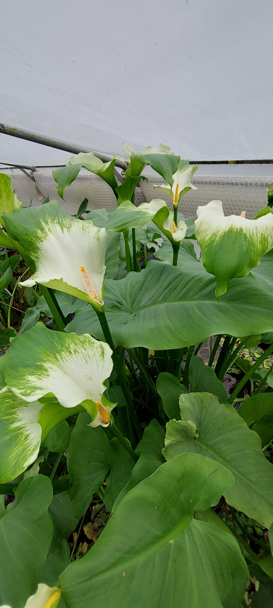 Zantedeschia aeth. 'Green Goddess' - afrikanische Kalla