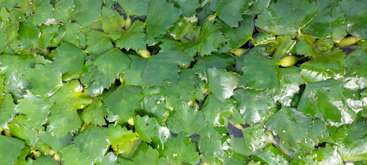 Trapa bicornis - asiatische Wassernuss