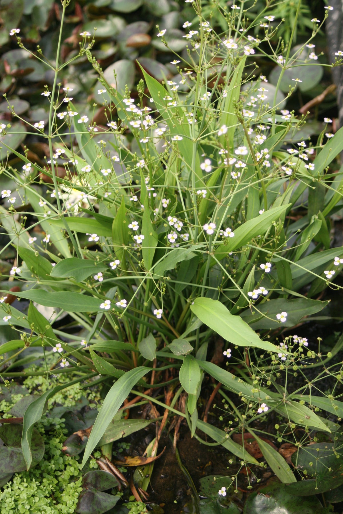 Alisma-lanceolata-7569