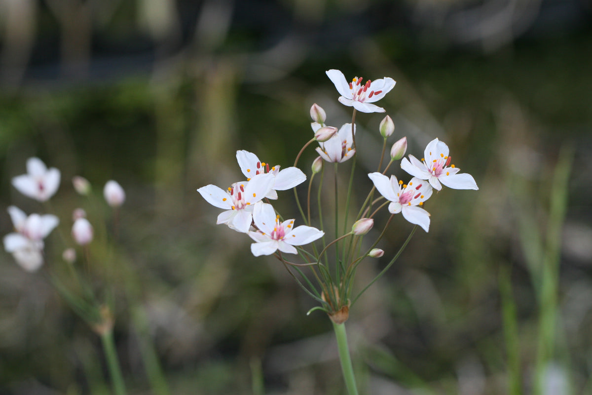 Butomus-umbellatus-Schneeweisschen-1185