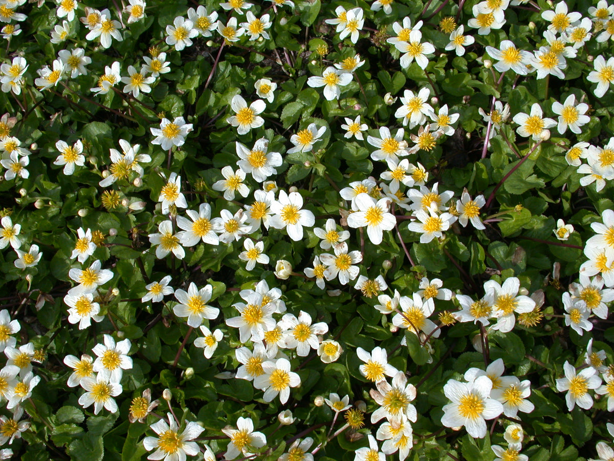 Caltha-pal-var-alba-087