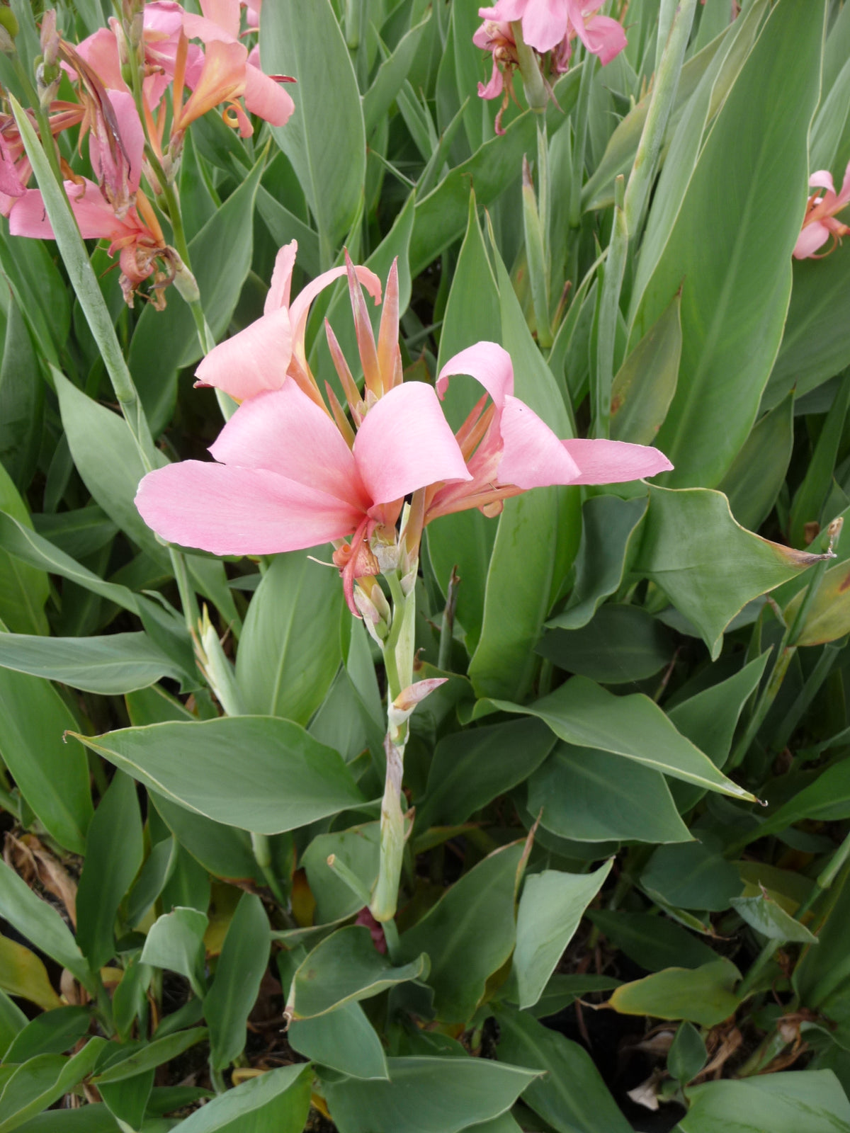 Canna-glauca-`Erebus-02254ee23dcda1ab