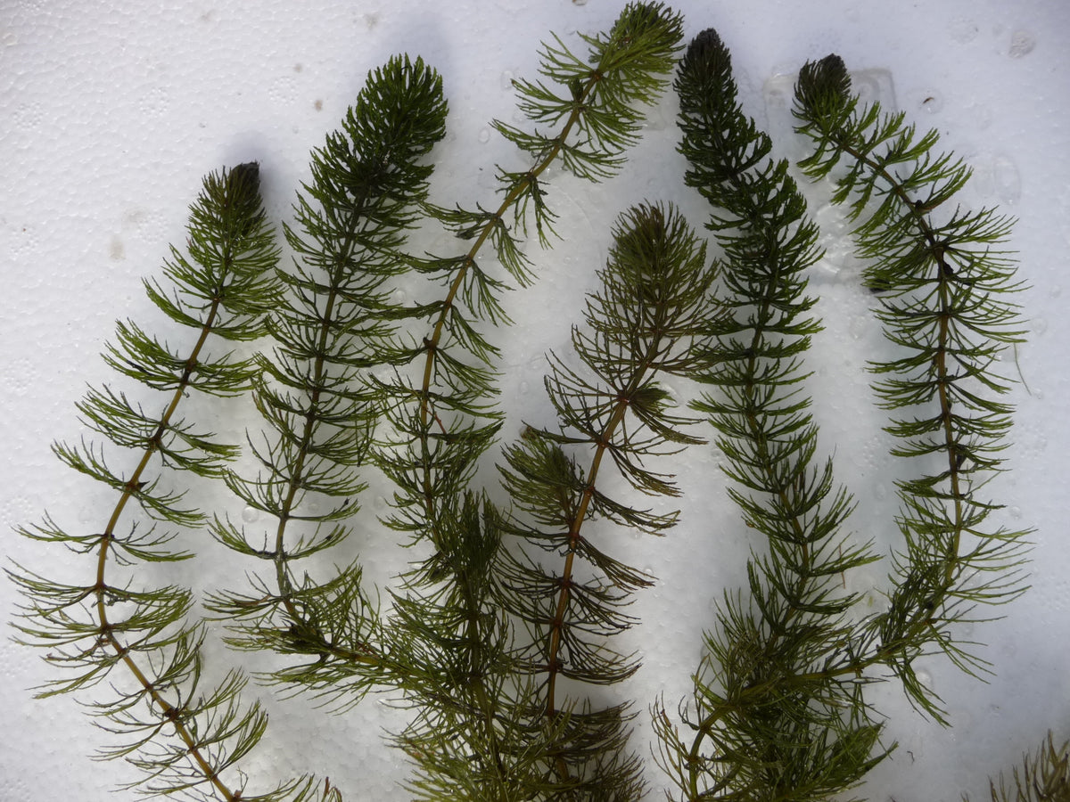 Ceratophyllum-demersum-061