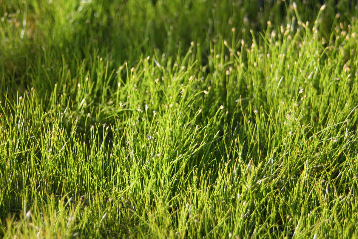Eleocharis-acicularis-53