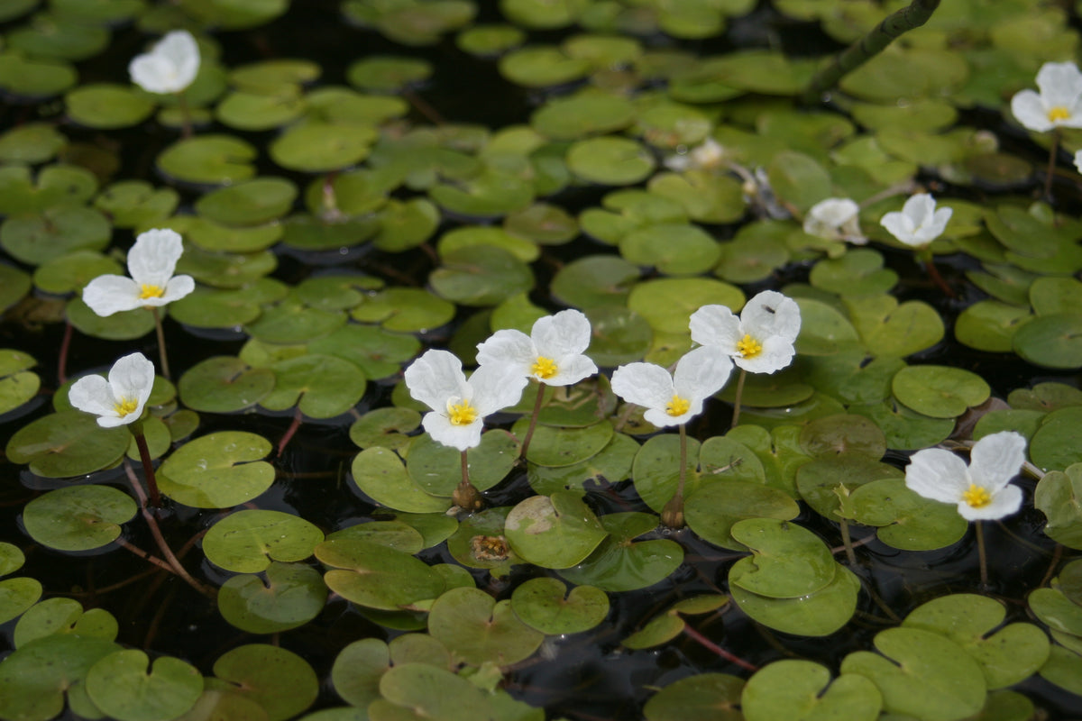 Hydrocharis-morsus-ranae-8471