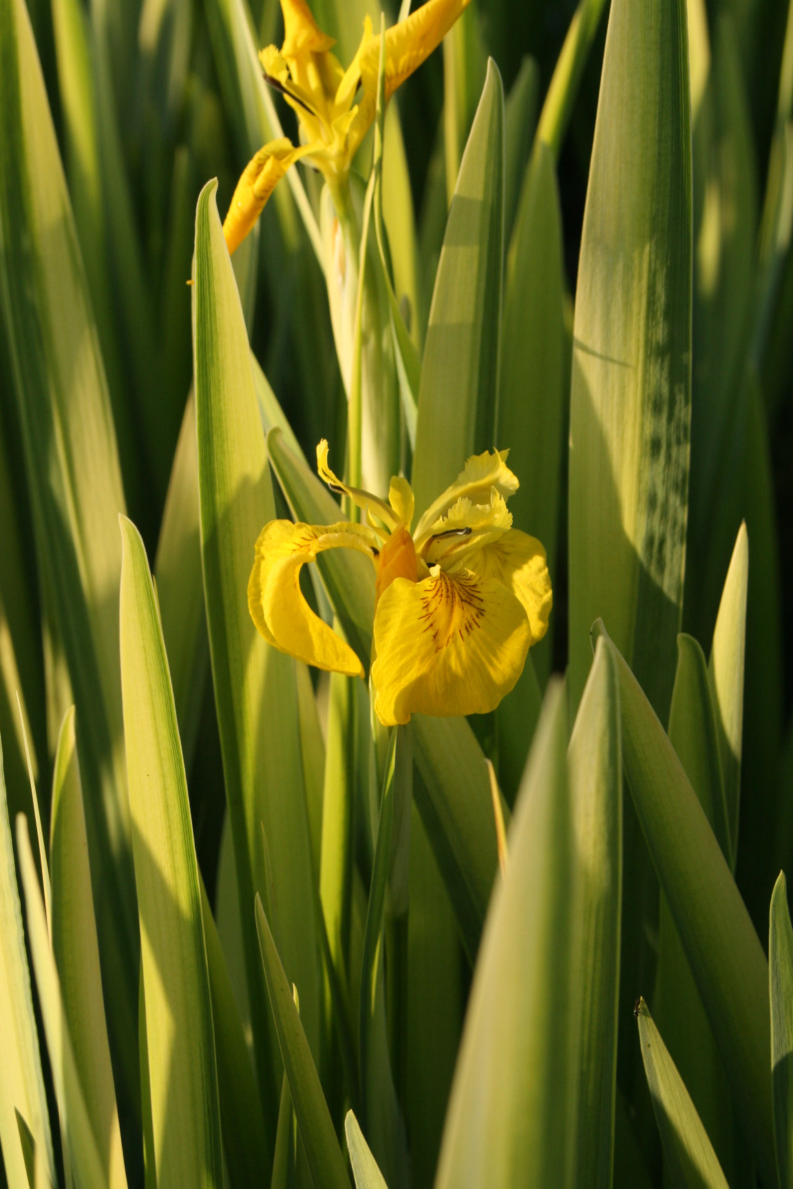 Iris-pseudacorus-Variegata-054