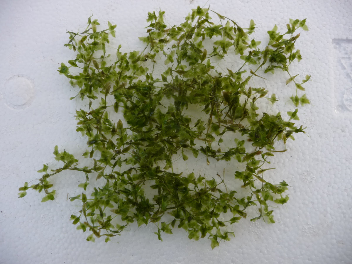 Lemna-trisulca-095
