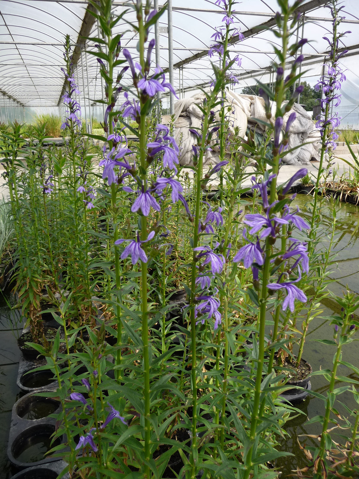 Lobelia-sessilifolia-123
