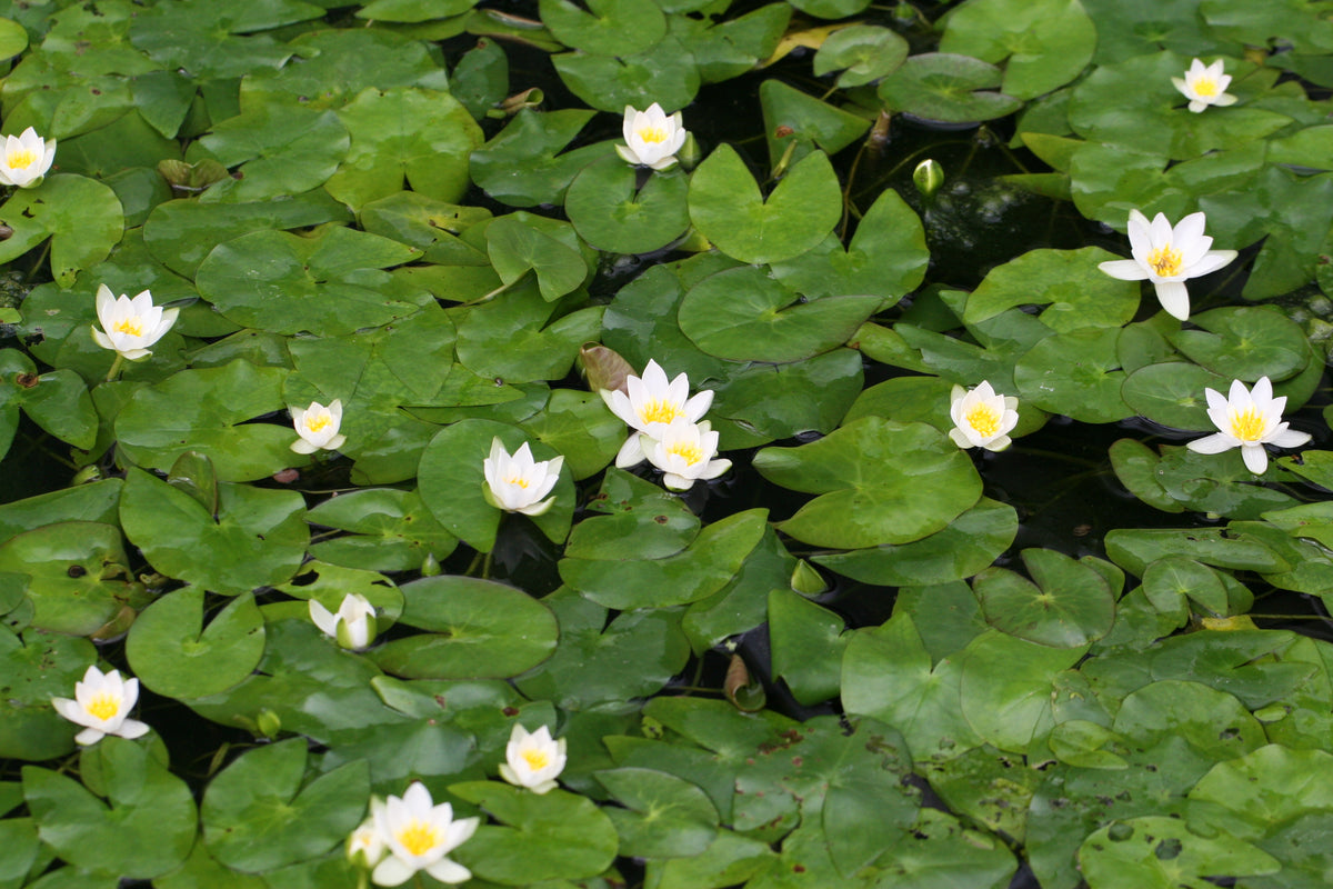 N-tetragona-1507