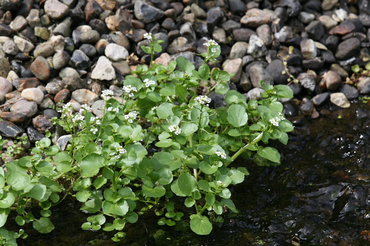 Nasturtium-officinale_7883
