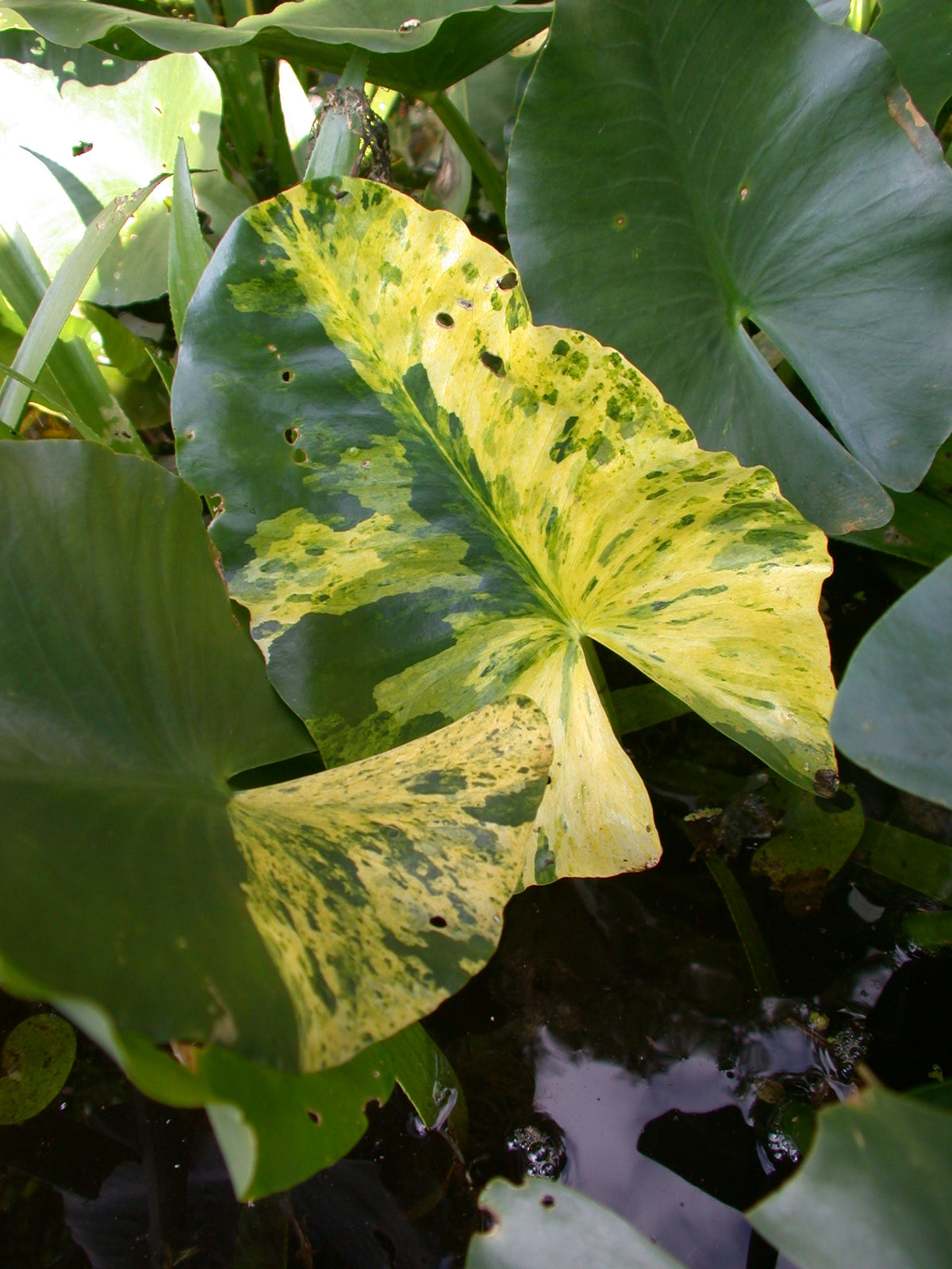 Nuphar-jap-var-variegata-131
