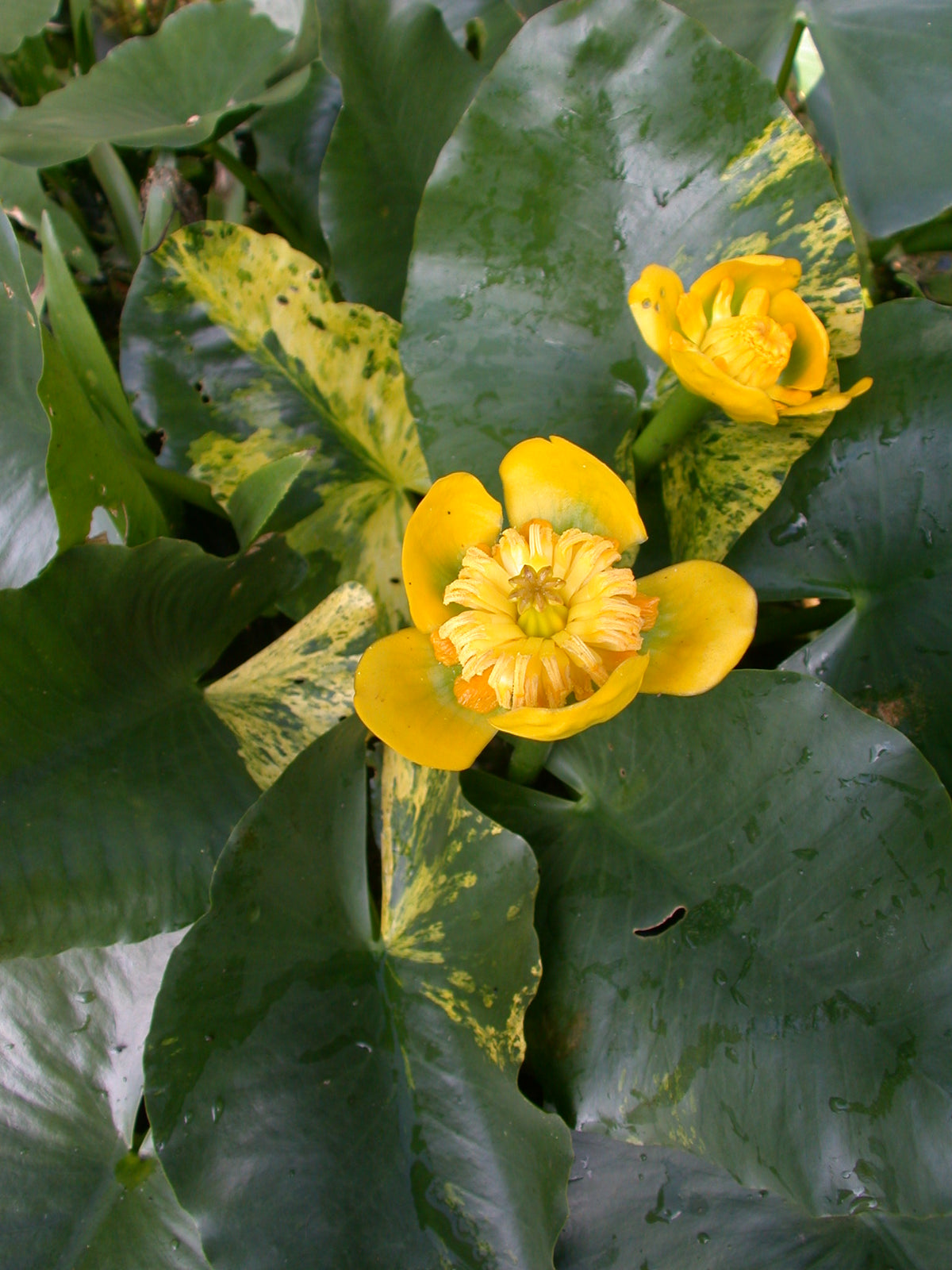 Nuphar-jap-var-variegata-140