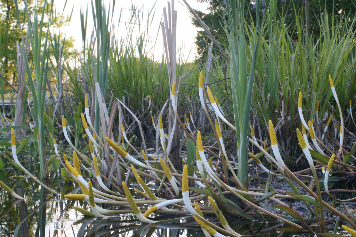 Orontium-aquaticum-1722