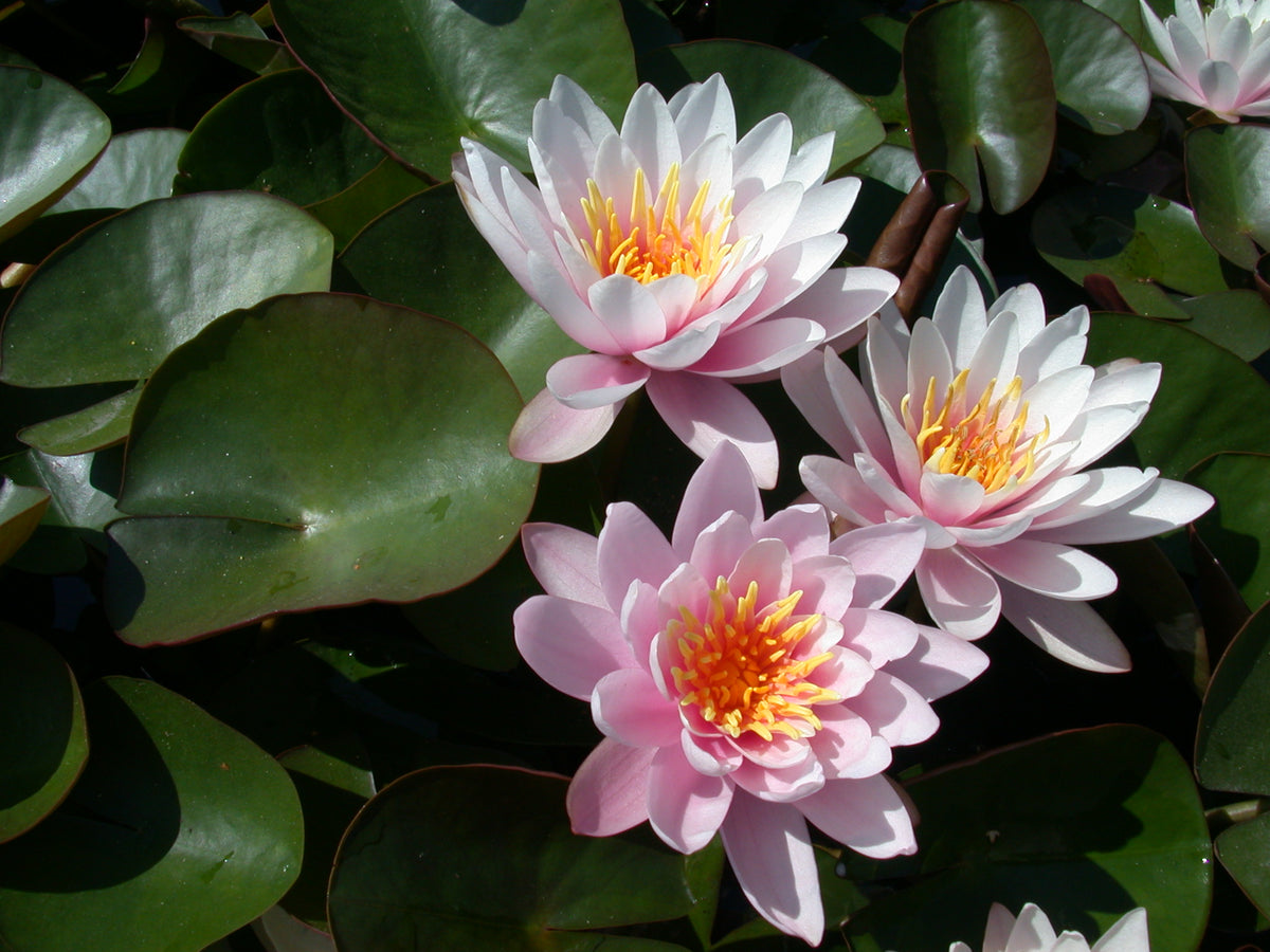 Pink-Beauty-015