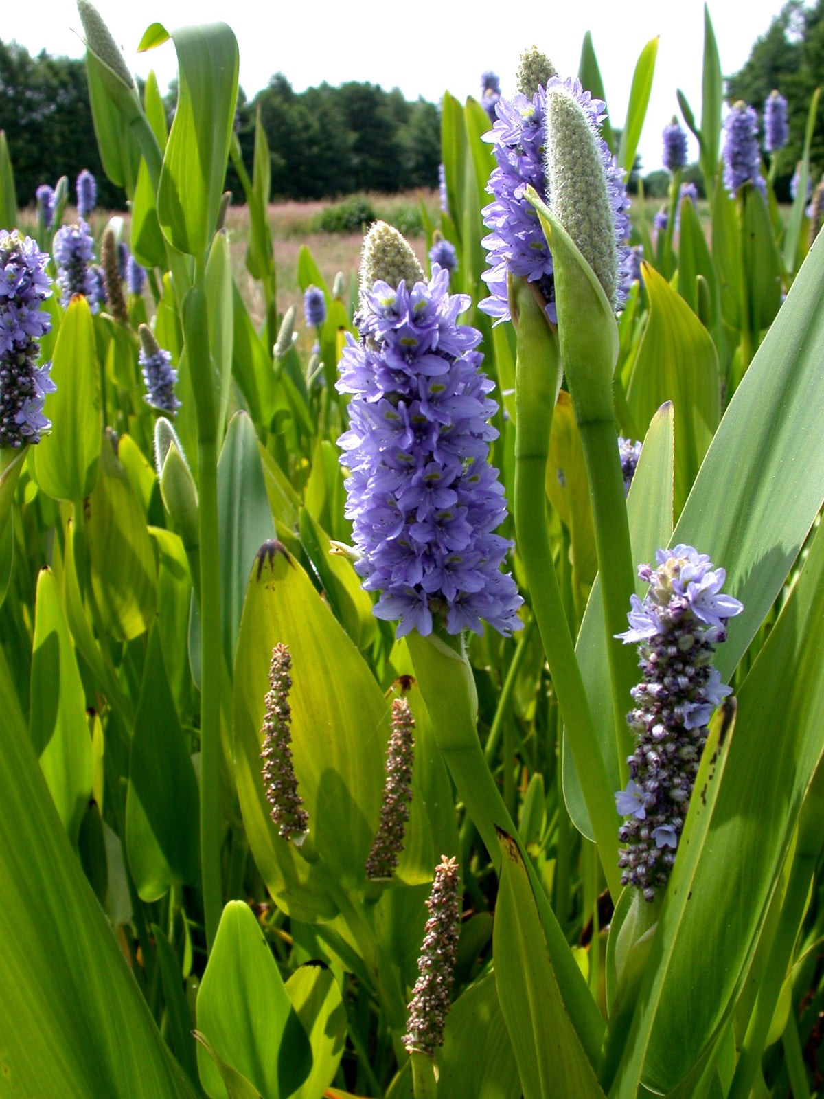Pontederia-lanceolata-85