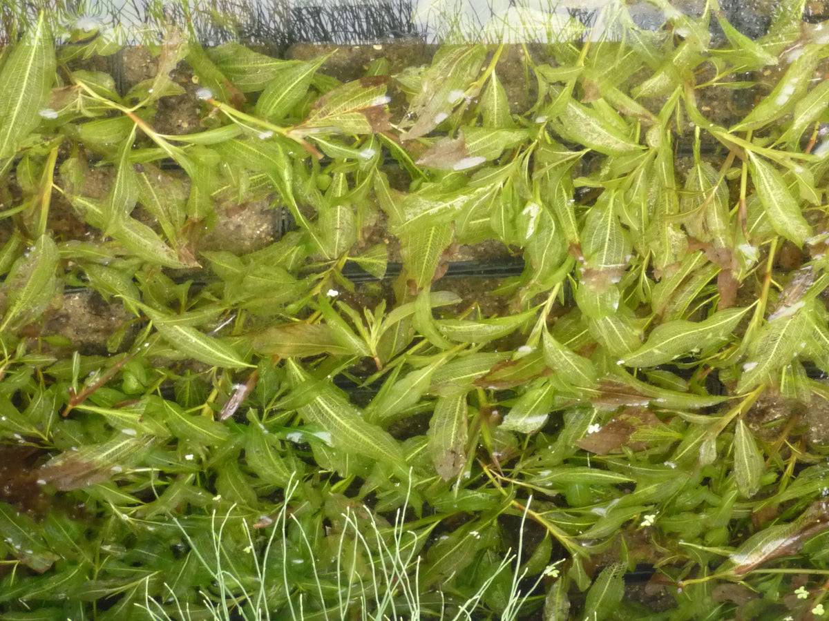 Potamogeton-lucens-116