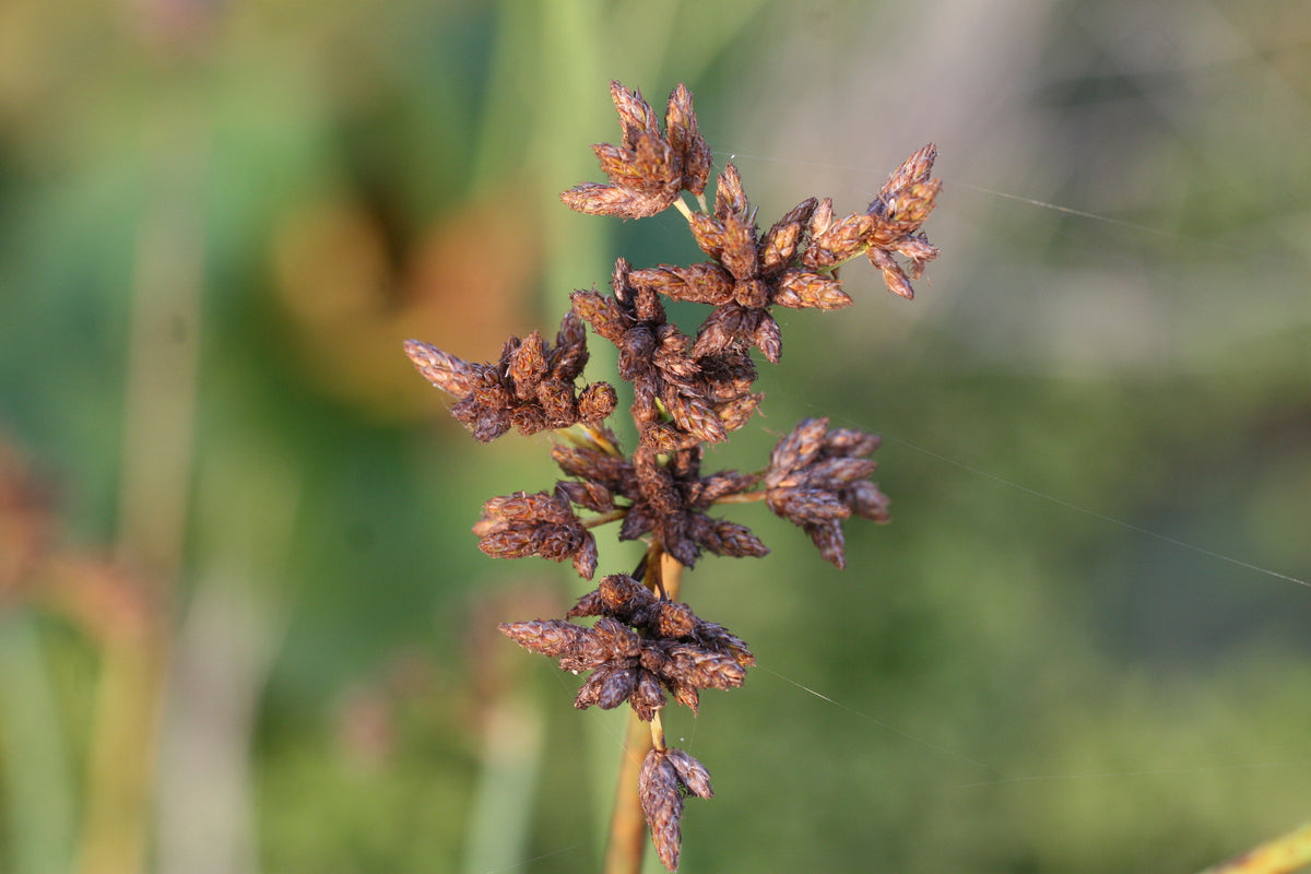 Scirpus-lacustris_1084