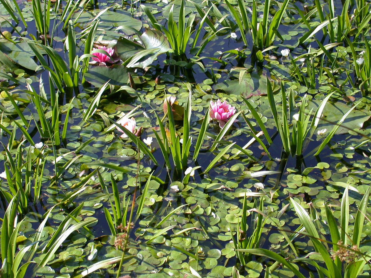 Stratiotes-mit-Seerose-u-Hydrocharis-04