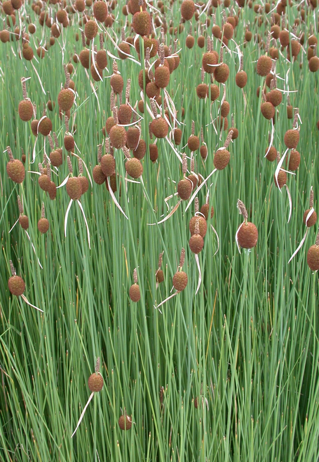 Typha-minima-31