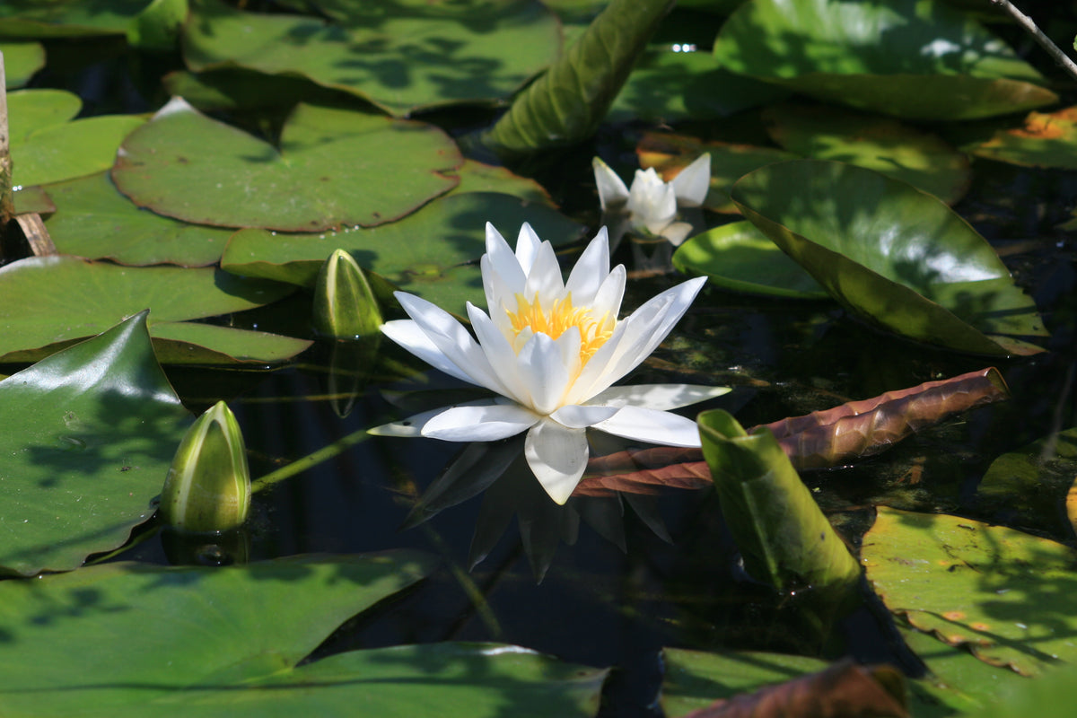 hever-white-9275