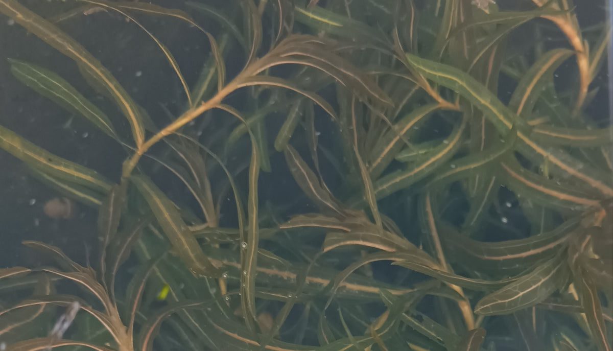 Potamogeton crispus