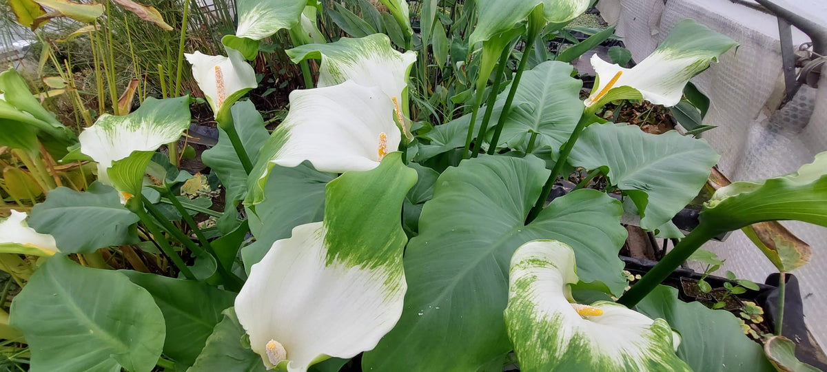 Zantedeschia aeth. 'Green Goddess' - afrikanische Kalla