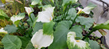 Zantedeschia aeth. 'Green Goddess' - afrikanische Kalla