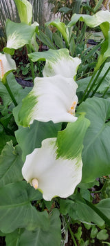 Zantedeschia aeth. 'Green Goddess' - afrikanische Kalla