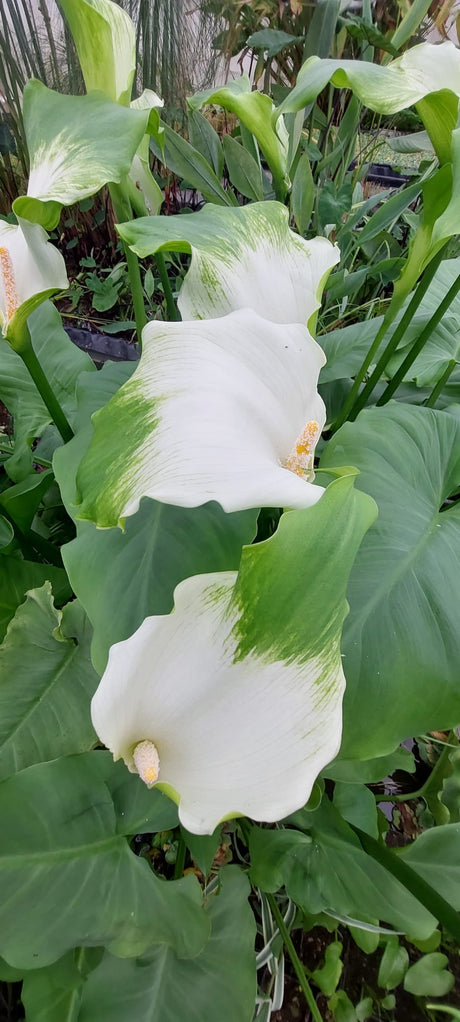Zantedeschia aeth. 'Green Goddess' - afrikanische Kalla