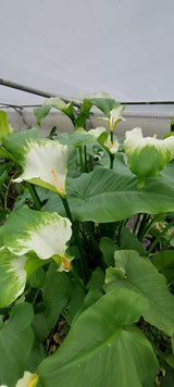 Zantedeschia aeth. 'Green Goddess' - afrikanische Kalla