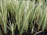 Acorus-calamus-`Variegatus-610