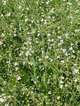 Alisma-lanceolata-045