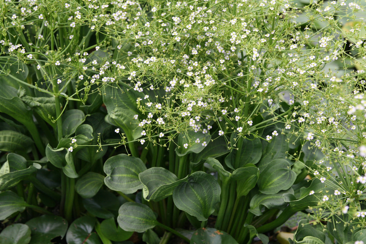 Alisma-parviflora_0219