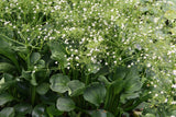 Alisma-parviflora_0219