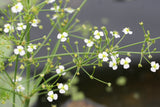 Alisma-parviflora_1042