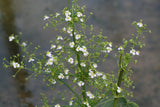 Alisma-parviflora_1240