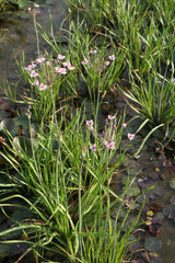 Butomus-umbellatus-2053