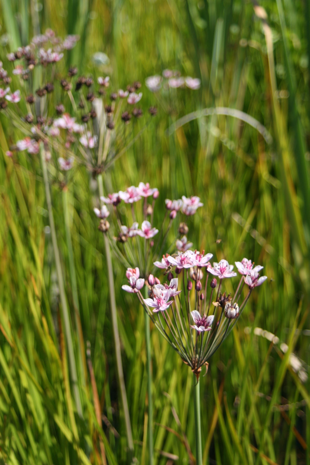 Butomus-umbellatus-33