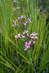 Butomus-umbellatus-75