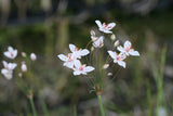 Butomus-umbellatus-Schneeweisschen-1185