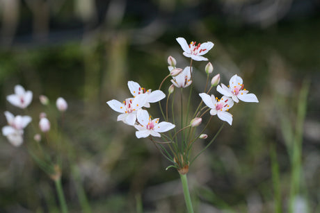 Butomus-umbellatus-Schneeweisschen-1185