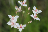 Butomus-umbellatus-Schneeweisschen_1181