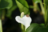 Calla-palustris_7732