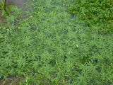 Callitriche-palustris-1040333