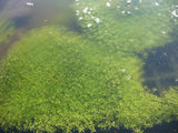 Callitriche-palustris-unter-Eis-771