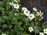 Caltha-leptosepala-26