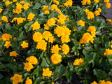 Caltha-pal-Plena-097