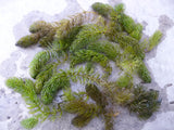 Ceratophyllum-demersum-030