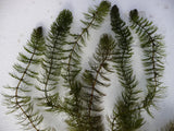 Ceratophyllum-demersum-061