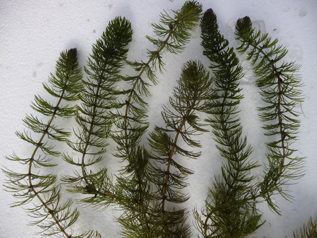Ceratophyllum-demersum-061